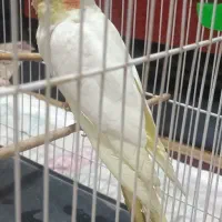 عروس هلندی لوتینو