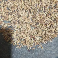 فروش شلتوک بذری