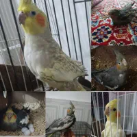 عروس پاریس یاهمون عروس هلندی|پرنده|کارون, |دیوار