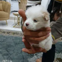 طوله پامر عروسکی