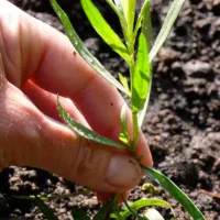 ریشه ترخون یا مرزه