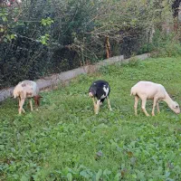 حیوانات مزرعه