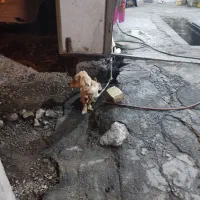 سگ پا کوتاه|سگ|افزر, |دیوار