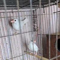 فنچ نرگسی مولد