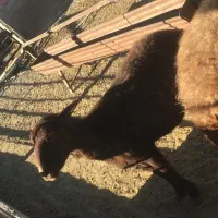 دو عدد میش افشاری درشت|حیوانات مزرعه|تربت‌حیدریه, ترمینال|دیوار