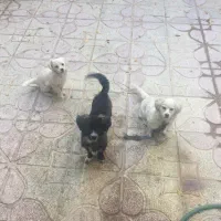 واگذاری اشپیتز