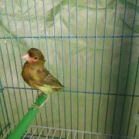 قناری ماده وسهره نرو ماده