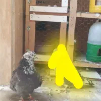 کفتر گم شده