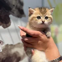 بچه گربه بلک گلد