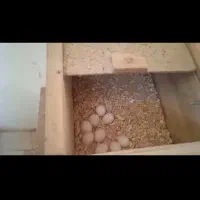 فروش عروس هلندی و فنج|پرنده|شهرضا, |دیوار