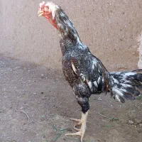 خروس لاری نوک طوطی