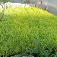 هاشمی اصلاح شده دستی ۸.۹ قالب