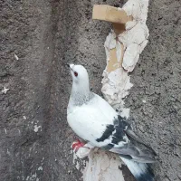 سبز شامی عتیقه