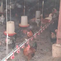 فروش مرغ محلی و خروس محلی در آمل