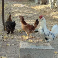 مرغ خروس گلین آماده به تخم گذاری