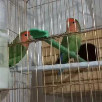 طوطی برزیلی با قفس