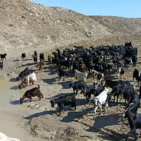 بز میش داشتی اصیل