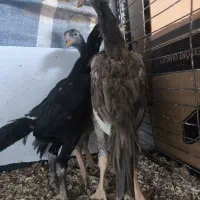 جوجه اوشامو