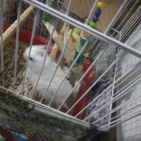 عروس هلندی جوجه