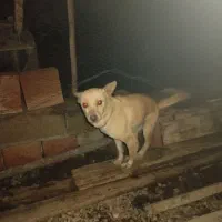 واگذاری سگ با کوتاه ماده