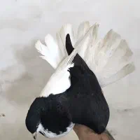 نر چپ سیاه ماده کله سفید زرد و راست زرد