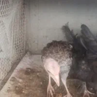 جوجه بوقلمون