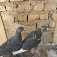 جفت مسافتی بشرط