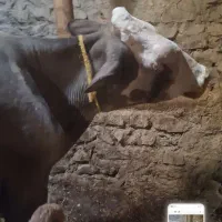 گاو تازه ۶روز زایده|حیوانات مزرعه|تکاب, |دیوار