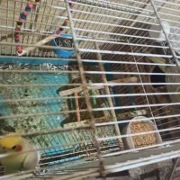 عروس هلندی به شرط تخم و جوجه|پرنده|خور (فارس), |دیوار