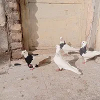 ۵ تا طوقی پرشی