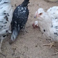 مرغ خروس گلین اصل درجه یک