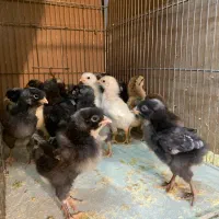 جوجه های آمروک