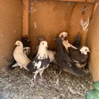 ۳۰تاکفترروهم دونه۱۰۰|پرنده|اردکان, |دیوار