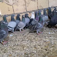 کبوتر پلاکی|پرنده|اهواز, ملاشیه|دیوار