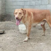 سگ نر گمشده