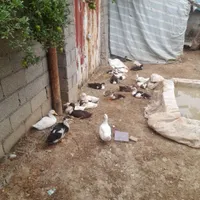 بچه  اردک|حیوانات مزرعه|رشت, پسیخان|دیوار