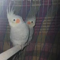 جوجه عروس