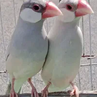 فنچ نرگسی با جوجه