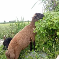 15تا گوسفندنر وره