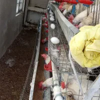 قفس مرغ تخم گذار