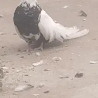 فروشی دم سیاه نر جوان