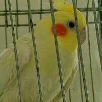عروس هلندی