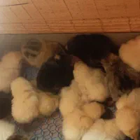 جوجه برهما و آمروک ومینیاتوری پاپرلپی|حیوانات مزرعه|اسالم, |دیوار