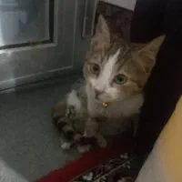 حیوان گربه|حیوانات|میاندوآب, |دیوار