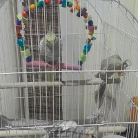 پرنده|پرنده|تهران, تهران‌نو|دیوار