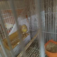 قناری موزائیکی و ردفاکتور|پرنده|مشهد, حسین‌آباد|دیوار