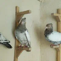 کبوتر|پرنده|شیراز, ارم|دیوار