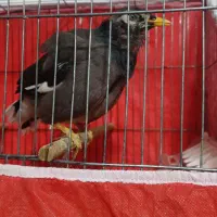 مرغ مینا سخنگو