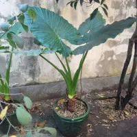 گل بابا آدم با گلدان