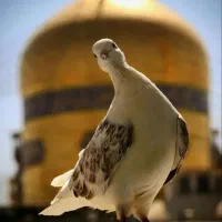 کاروان زیارتی مشهد مقدس